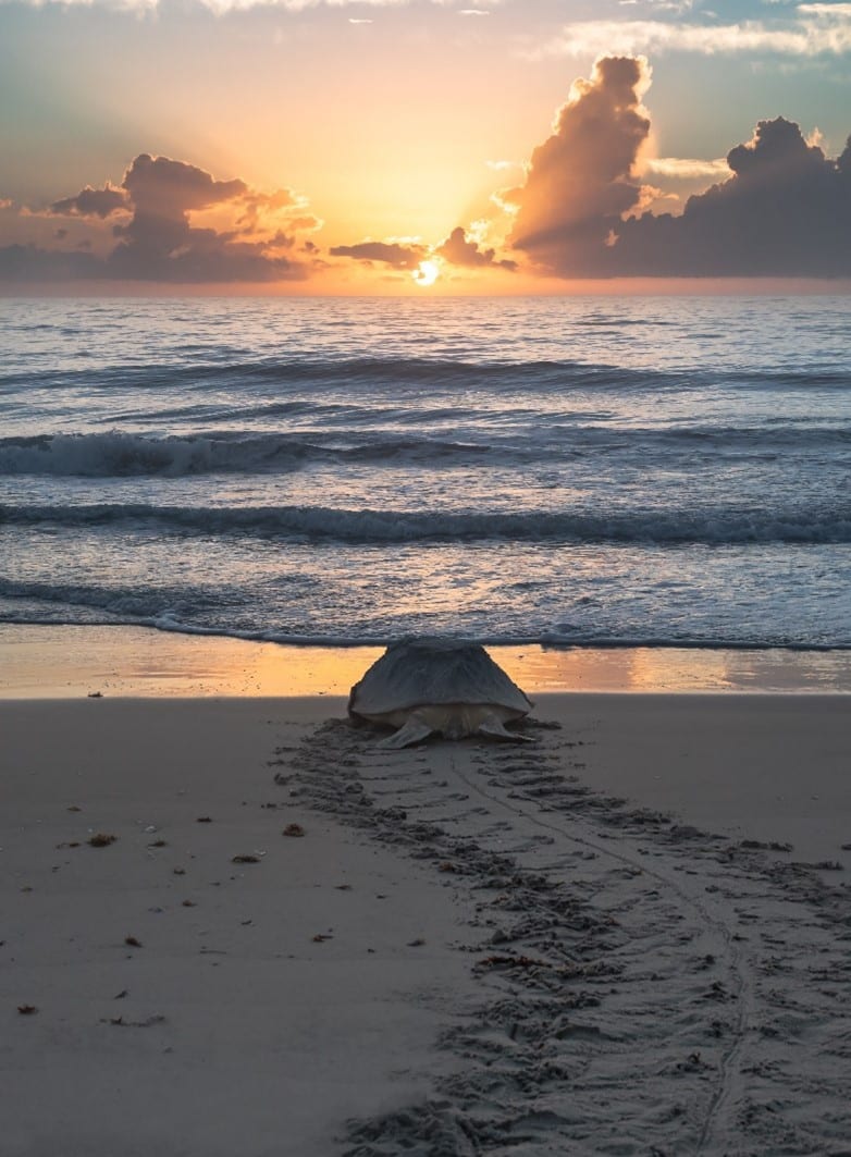 Photo by Malcolm Hawker of a turtle on the beach